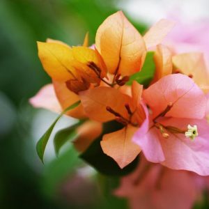 Bougainvillea x buttiana ‘Afterglow’, Bougainvillea ‘Afterglow’, Orange Bougainvillea, Evergreen Shrub, Salmon Bougainvillea