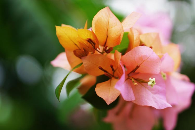 Bougainvillea x buttiana ‘Afterglow’, Bougainvillea ‘Afterglow’, Orange Bougainvillea, Evergreen Shrub, Salmon Bougainvillea