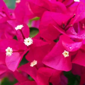 Bougainvillea x buttiana ‘Barbara Karst’, Bougainvillea ‘Barbara Karst’, Purple Bougainvillea, Evergreen Shrub, Pink Bougainvillea