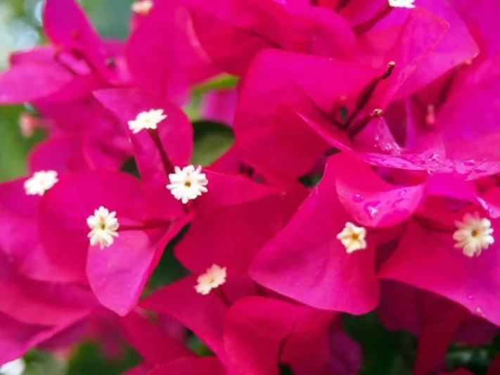 Bougainvillea x buttiana ‘Barbara Karst’, Bougainvillea ‘Barbara Karst’, Purple Bougainvillea, Evergreen Shrub, Pink Bougainvillea