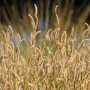 Bouteloua gracilis, Blue Grama, Blue Grama Grass, Mosquito Grass, Ornamental Grass, Perennial grass, Drought tolerant grass