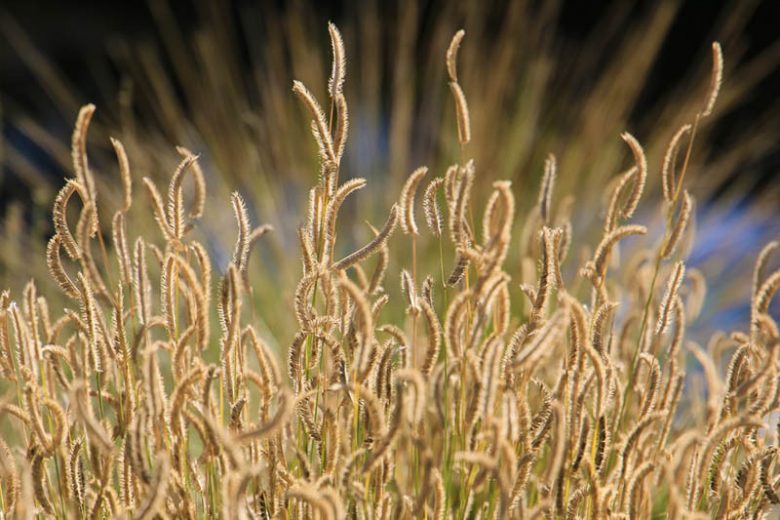 Bouteloua gracilis, Blue Grama, Blue Grama Grass, Mosquito Grass, Ornamental Grass, Perennial grass, Drought tolerant grass
