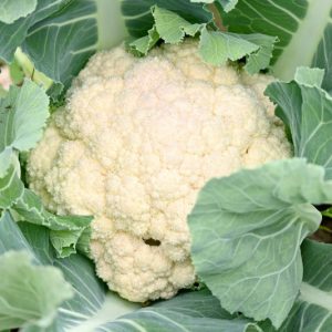 Brassica oleracea, Cauliflower, White Cauliflower, Orange Cauliflower, Purple Cauliflower, Green Cauliflower, Brassica oleracea Botrytis Group, Brassica oleracea var. botrytis
