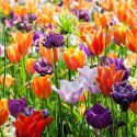 Spring bulbs, Spring bulbs, Hyacinthoides, Iris reticulata, Muscari, Scilla, Allium, Anemone, Chionodoxa, Galanthus, Tulipa, Narcissus, Spring Garden
