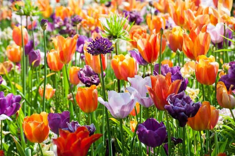 Spring bulbs, Spring bulbs, Hyacinthoides, Iris reticulata, Muscari, Scilla, Allium, Anemone, Chionodoxa, Galanthus, Tulipa, Narcissus, Spring Garden
