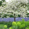 Spring Combination Ideas, Bulb Combinations, Plant Combinations, Flowerbeds Ideas, Spring Borders,prunus Shirofugen, Flowering Cherry tree, Pink flowers, White flowers, Camassia