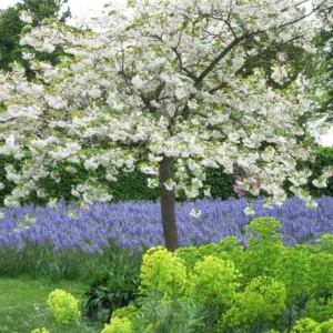 Spring Combination Ideas, Bulb Combinations, Plant Combinations, Flowerbeds Ideas, Spring Borders,prunus Shirofugen, Flowering Cherry tree, Pink flowers, White flowers, Camassia