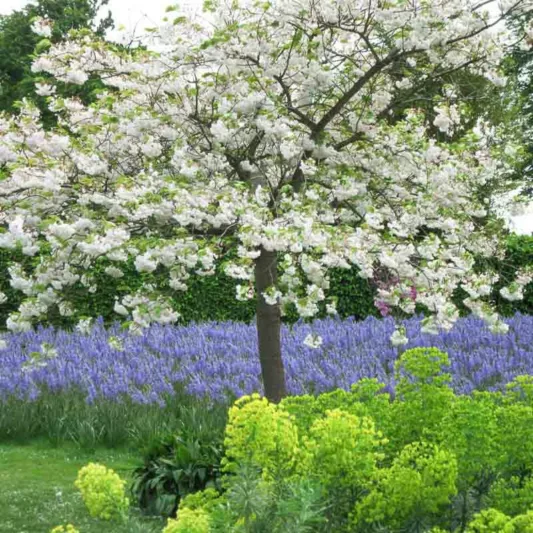 Spring Combination Ideas, Bulb Combinations, Plant Combinations, Flowerbeds Ideas, Spring Borders,prunus Shirofugen, Flowering Cherry tree, Pink flowers, White flowers, Camassia