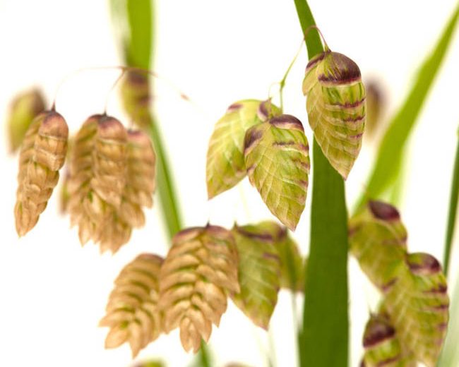 Briza Media, Quaking Grass, Ornamental Grass, Decorative Grass, Common Quaking Grass, Rattle Grass, Pearl Grass, Shivering grass, Trembling Grass, Cow Quakes, Didder, Totter, Dillies