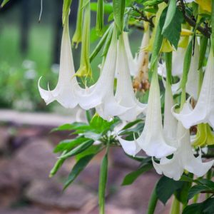 Brugmansia 'Betty Marshall', Angel's Trumpet 'Betty Marshall', Flowering Shrub, White Flowers, Creamy Flowers, Evergreen Shrub