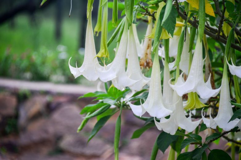 Brugmansia 'Betty Marshall', Angel's Trumpet 'Betty Marshall', Flowering Shrub, White Flowers, Creamy Flowers, Evergreen Shrub