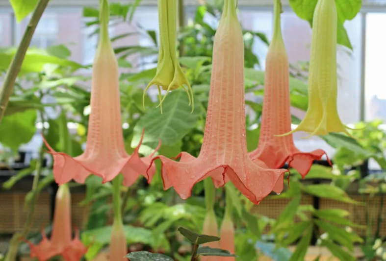 Brugmansia 'Cherub', Angel's Trumpet 'Cherub', Flowering Shrub, Pink Flowers, Evergreen Shrub