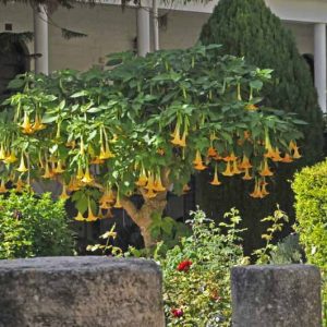 Brugmansia x candida 'Grand Marnier', Angel's Trumpet 'Grand Marnier', Brugmansia versicolor 'Grand Marnier', Brugmansia 'Grand Marnier', Flowering Shrub, Pink Flowers, Peach Flowers