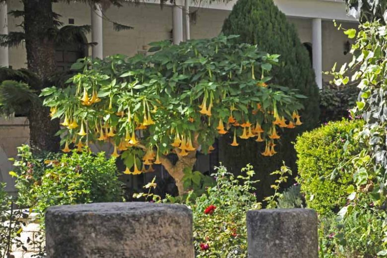 Brugmansia x candida 'Grand Marnier', Angel's Trumpet 'Grand Marnier', Brugmansia versicolor 'Grand Marnier', Brugmansia 'Grand Marnier', Flowering Shrub, Pink Flowers, Peach Flowers