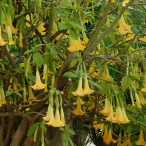 Brugmansia suaveolens, Angel's Trumpet 'Charles Grimaldi', Flowering Shrub, Yellow Flowers, Orange Flowers
