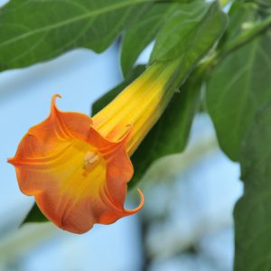 Brugmansia sanguinea, Red Angel's Trumpet, Flowering Shrub, Red Flowers