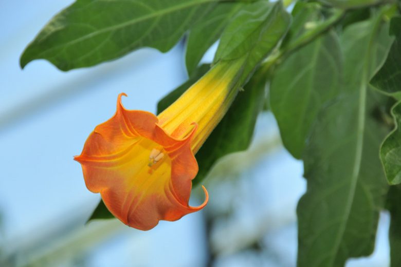 Brugmansia sanguinea, Red Angel's Trumpet, Flowering Shrub, Red Flowers
