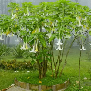 Brugmansia suaveolens, Angel's Trumpet, Snowy Angel's Trumpet, Angel's Tears, Maikoa, Brugmansia suaveolens white, Datura suaveolens, Flowering Shrub, White Flowers
