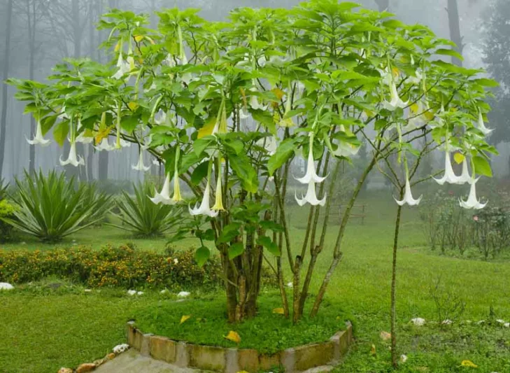 Brugmansia suaveolens, Angel's Trumpet, Snowy Angel's Trumpet, Angel's Tears, Maikoa, Brugmansia suaveolens white, Datura suaveolens, Flowering Shrub, White Flowers