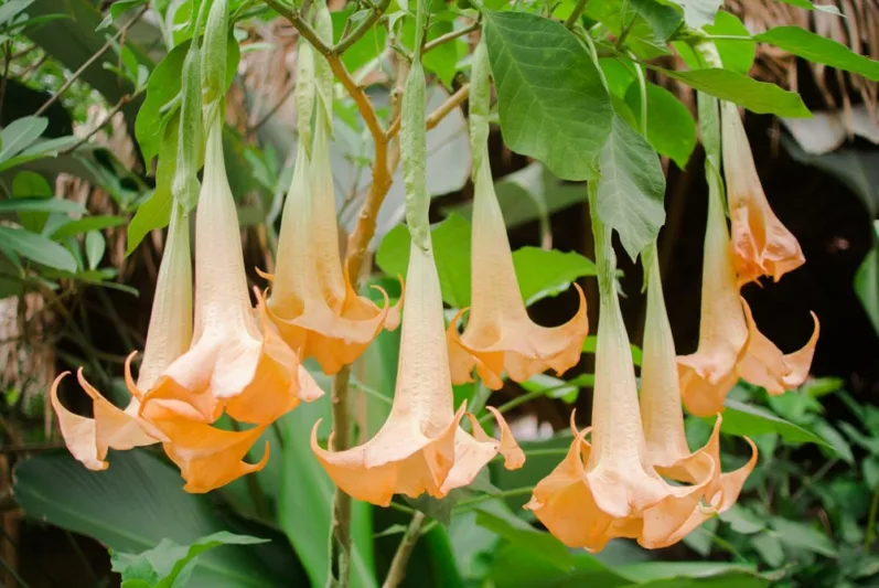 Brugmansia versicolor, Arborescent Angel's Trumpet, Arborescent Angel's Tears, Brugmansia arborea, Flowering Shrub, Peach Flowers, Orange Flowers