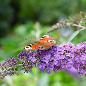 Buddleja 'Blue Chip', Butterfly Bush 'Blue Chip', Summer Lilac 'Blue Chip', deciduous shrub, Blue flowers, fragrant shrub, Blue Buddleja, Purple Flowers, Purple Buddleja