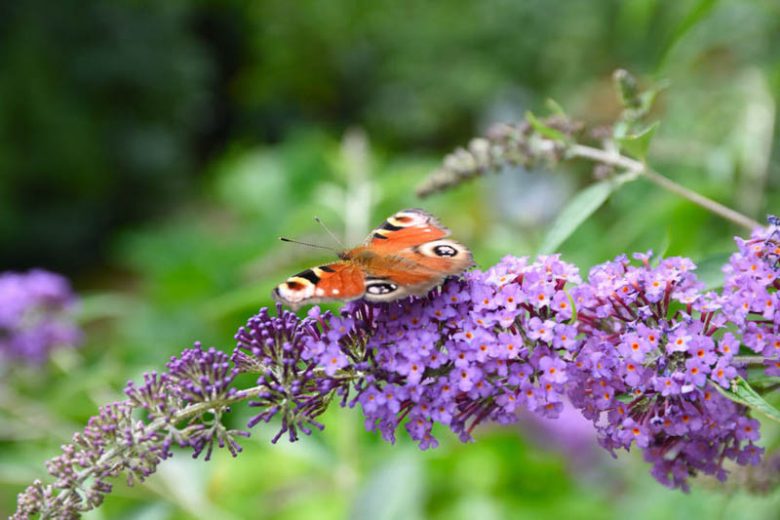 Buddleja 'Blue Chip', Butterfly Bush 'Blue Chip', Summer Lilac 'Blue Chip', deciduous shrub, Blue flowers, fragrant shrub, Blue Buddleja, Purple Flowers, Purple Buddleja