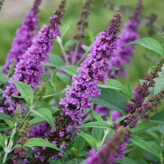 Buddleja 'Orchid Annie', Butterfly Bush 'Orchid Annie', Summer Lilac 'Orchid Annie', deciduous shrub, Pink flowers, fragrant shrub, Pink Buddleja