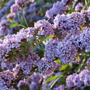 Buddleja alternifolia, Alternate-Leaved Butterfly Bush, Fountain Butterfly Bush, Weeping Butterfly Bush, deciduous shrub, Lilac flowers, purple flowers, fragrant shrub