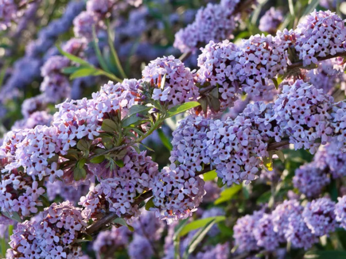 Buddleja alternifolia, Alternate-Leaved Butterfly Bush, Fountain Butterfly Bush, Weeping Butterfly Bush, deciduous shrub, Lilac flowers, purple flowers, fragrant shrub