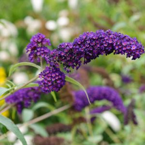 Buddleja davidii 'Black Knight', Butterfly Bush 'Black Knight', Summer Lilac 'Black Knight', deciduous shrub, purple flowers, fragrant shrub