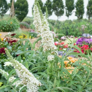 Buddleja 'White Profusion', Buddleja davidii 'White Profusion', Butterfly Bush 'White Profusion', Summer Lilac 'White Profusion', deciduous shrub, White flowers, fragrant shrub, White Buddleja