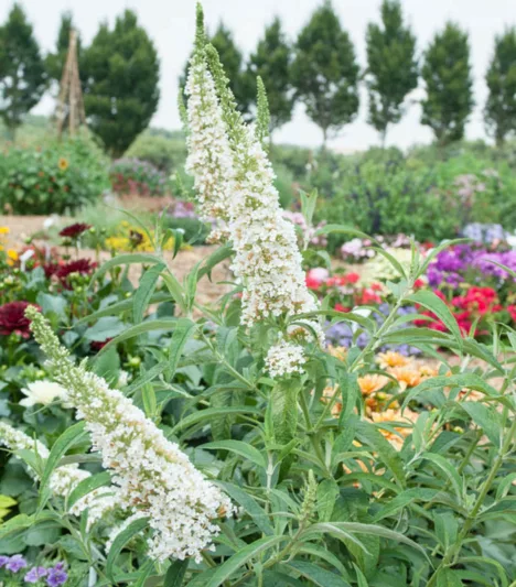 Buddleja 'White Profusion', Buddleja davidii 'White Profusion', Butterfly Bush 'White Profusion', Summer Lilac 'White Profusion', deciduous shrub, White flowers, fragrant shrub, White Buddleja
