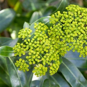 Bupleurum Fruticosum, Shrubby Hare's Ear, Mediterranean plants, Mediterranean shrubs, Yellow flowers