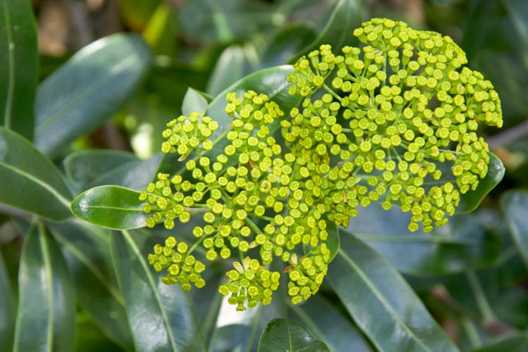 Bupleurum Fruticosum, Shrubby Hare's Ear, Mediterranean plants, Mediterranean shrubs, Yellow flowers