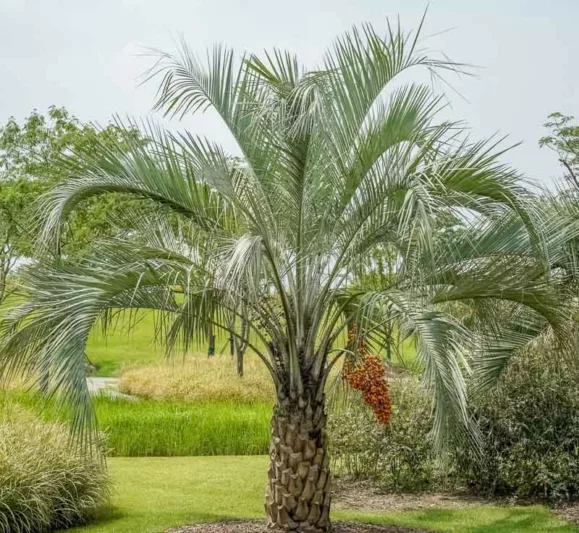 Butia capitata, Pindo Palm, Jelly Palm, South American Jelly Palm, Wine Palm, Drought tolerant tree, Palm Tree