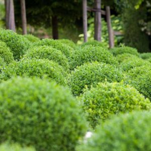 Buxus Sempervirens Suffruticosa, Boxwood 'Suffruticosa', Common Boxwood 'Suffruticosa', English Boxwood 'Suffruticosa', Evergreen Shrub, Small Shrub