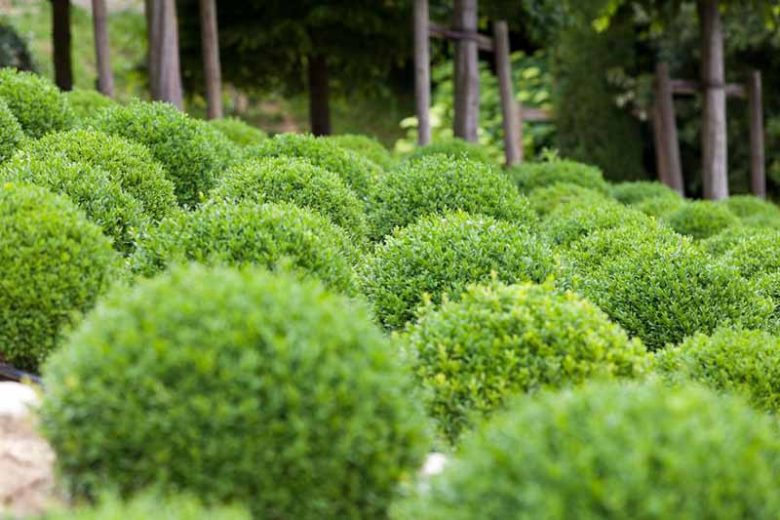 Buxus Sempervirens Suffruticosa, Boxwood 'Suffruticosa', Common Boxwood 'Suffruticosa', English Boxwood 'Suffruticosa', Evergreen Shrub, Small Shrub