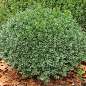 Buxus sinica var. insularis 'Nana', Korean Boxwood Nana, English Boxwood, American Boxwood, Evergreen Shrub, Small Shrub