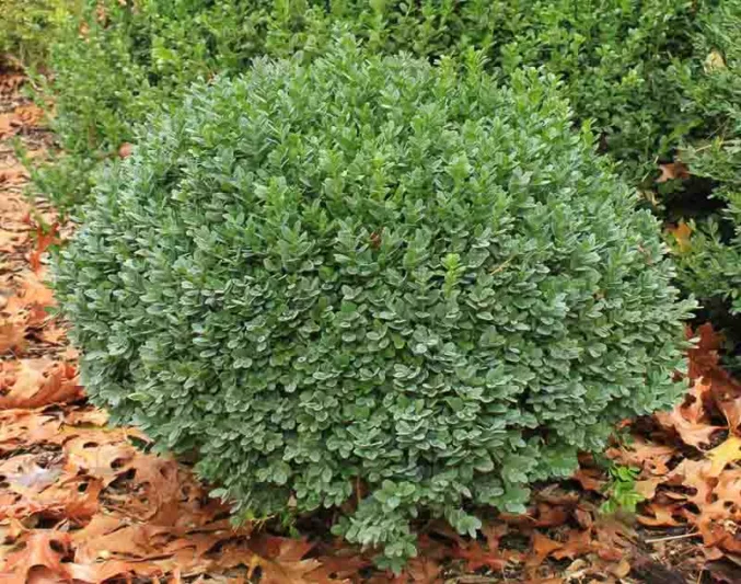Buxus sinica var. insularis 'Nana', Korean Boxwood Nana, English Boxwood, American Boxwood, Evergreen Shrub, Small Shrub
