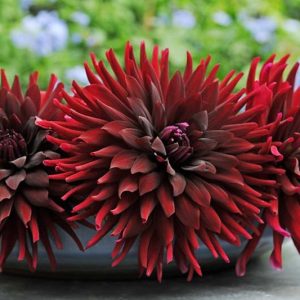 Cactus Dahlias, Semi Cactus Dahlias, Beautiful Dahlias, Best Dahlias, Top Dahlias, Great Dahlias, Dahlia Tubers, Dahlia Bulbs, Dahlia Flower, Dahlia Flowers, summer bulbs