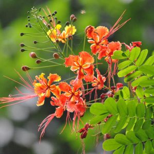 Caesalpinia pulcherrima, Red Bird of Paradise, Barbados Pride, Barbados Flower Fence, Dwarf Poinciana, Flamboyant Tree, Paradise Flower, Peacock Flower, Spanish Carnation