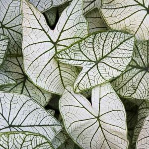 Caladium 'Candidum', Angel Wings 'Candidum', Candidum Caladium, Shade Plant, White leaves, White Foliage, Fancy Caladium, Fancy-Leafed Caladium