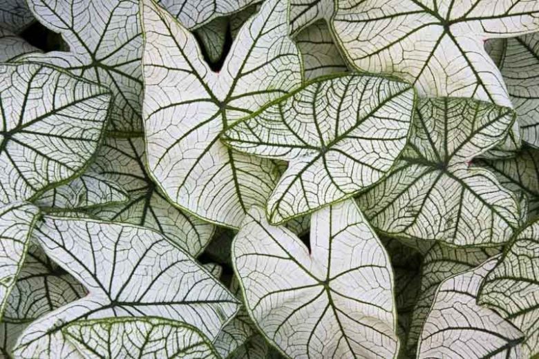 Caladium 'Candidum', Angel Wings 'Candidum', Candidum Caladium, Shade Plant, White leaves, White Foliage, Fancy Caladium, Fancy-Leafed Caladium