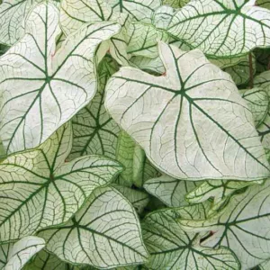Caladium 'Candidum Junior', Angel Wings 'Candidum Junior', Candidum Junior Caladium, Shade Plant, White leaves, White Foliage,Fancy Caladium, Fancy-Leafed Caladium
