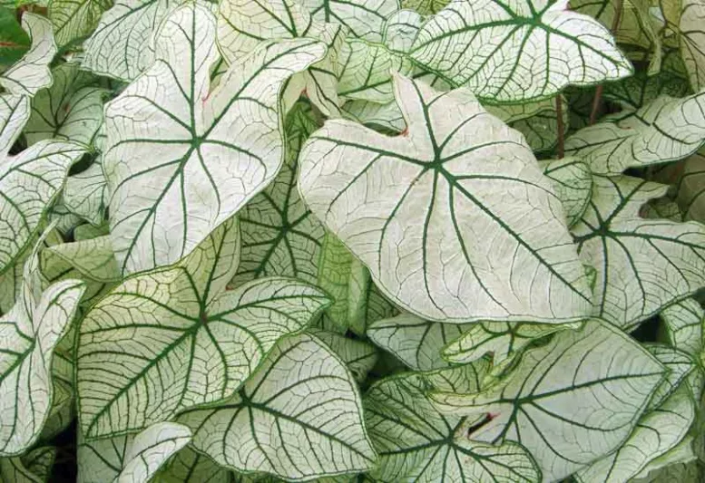 Caladium 'Candidum Junior', Angel Wings 'Candidum Junior', Candidum Junior Caladium, Shade Plant, White leaves, White Foliage,Fancy Caladium, Fancy-Leafed Caladium