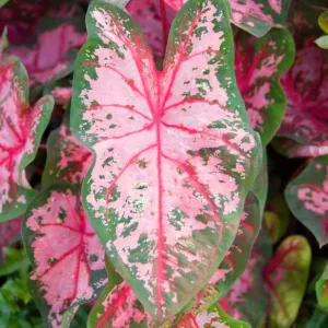 Caladium 'Carolyn Whorton', Angel Wings 'Carolyn Whorton', Carolyn Whorton Caladium, Shade Plant, Pink leaves, Pink Foliage,Fancy Caladium, Fancy-Leafed Caladium