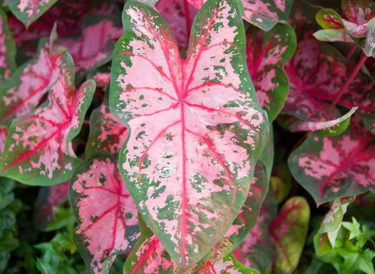 Caladium 'Carolyn Whorton', Angel Wings 'Carolyn Whorton', Carolyn Whorton Caladium, Shade Plant, Pink leaves, Pink Foliage,Fancy Caladium, Fancy-Leafed Caladium
