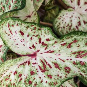Caladium 'Gingerland', Angel Wings 'Gingerland', Gingerland Caladium, Shade Plant, Pink leaves, Pink Foliage,Fancy Caladium, Fancy-Leafed Caladium, White leaves, White Foliage
