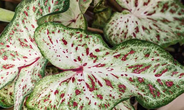 Caladium 'Gingerland', Angel Wings 'Gingerland', Gingerland Caladium, Shade Plant, Pink leaves, Pink Foliage,Fancy Caladium, Fancy-Leafed Caladium, White leaves, White Foliage