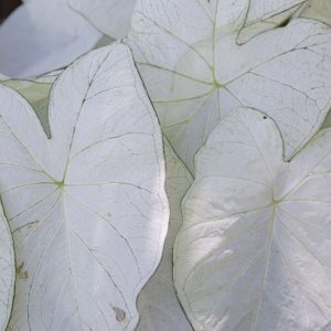 Caladium 'June Bride', Angel Wings 'June Bride', June Bride Caladium, Shade Plant, White leaves, White Foliage,Fancy Caladium, Fancy-Leafed Caladium